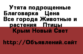 Утята подрощенные Благоварка › Цена ­ 100 - Все города Животные и растения » Птицы   . Крым,Новый Свет